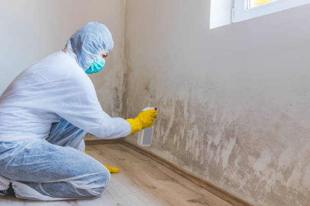 Licensed Mold Removal service in Harrison, NJ - Car Mold Remediation